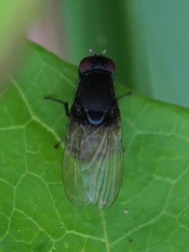Minettia longipennis